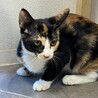 すりすりゴロゴロふみふみミケちゃん サムネイル6