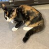 すりすりゴロゴロふみふみミケちゃん サムネイル7