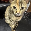 あと一匹！キジ三毛子猫　多頭飼い崩壊現場救済
