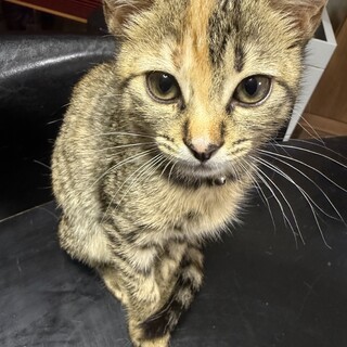 あと一匹！キジ三毛子猫　多頭飼い崩壊現場救済