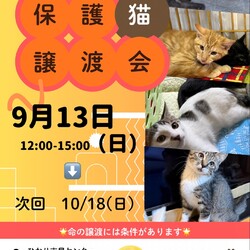ねこのWa猫譲渡会