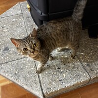 マンチカン