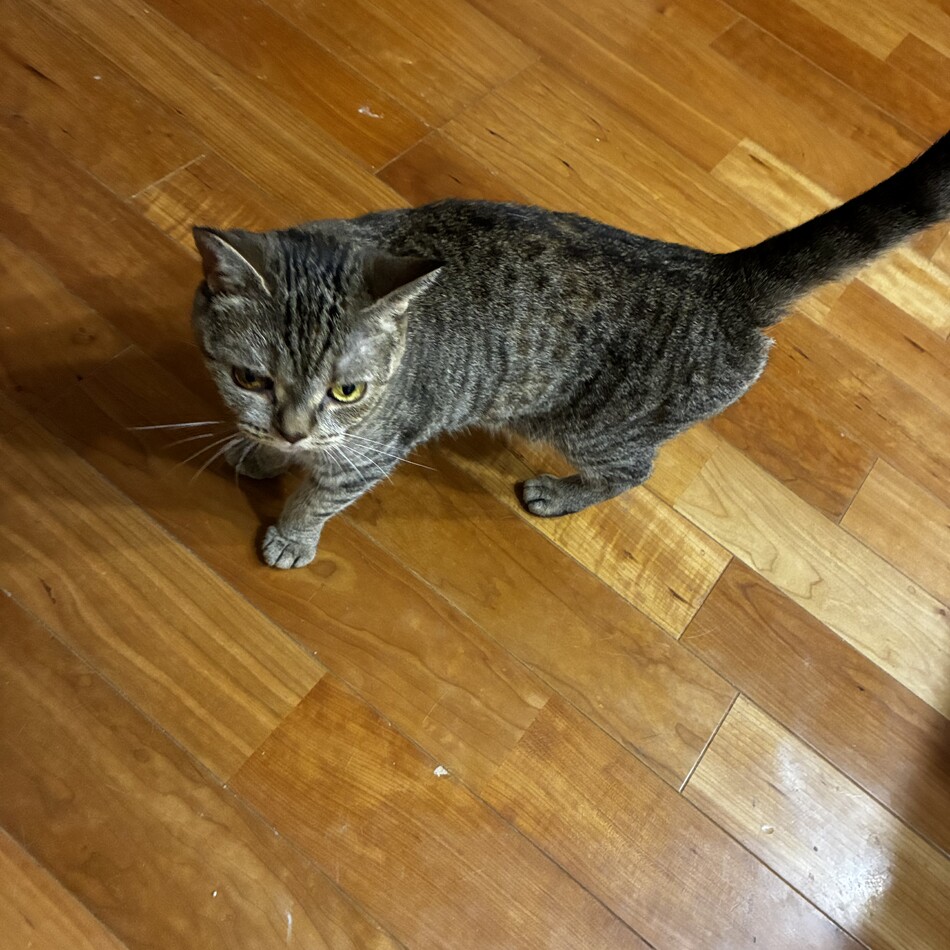 マンチカンのカバー写真