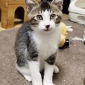 【しはく♂】天真爛漫な子猫兄弟 