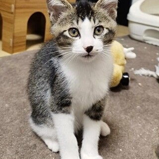 【しはく♂】天真爛漫な子猫兄弟 