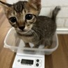 の写真