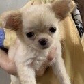 チワワ のコロコロな可愛い男の子！