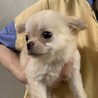 チワワ のコロコロな可愛い男の子！ サムネイル2