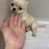 チワワ のコロコロな可愛い男の子！ サムネイル3