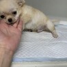 チワワ のコロコロな可愛い男の子！ サムネイル4