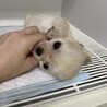 チワワ のコロコロな可愛い男の子！ サムネイル5