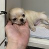 チワワ のコロコロな可愛い男の子！ サムネイル6