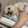 チワワ のコロコロな可愛い男の子！ サムネイル7