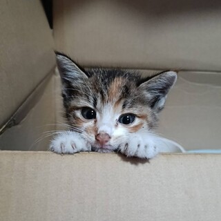 とっても可愛くて大人しいミケちゃん