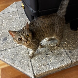 マンチカン