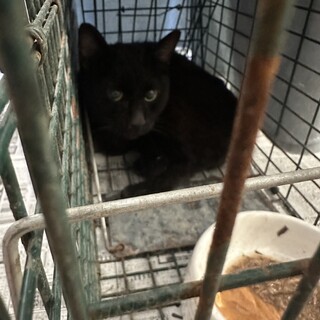 優しいシャーシャー猫さん
