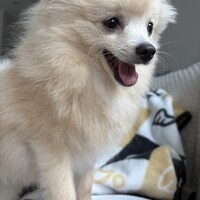 はる