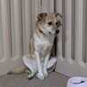 座り方が独特で可愛い雑種の武44しむよんちゃん サムネイル2