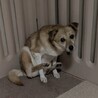 座り方が独特で可愛い雑種の武44しむよんちゃん サムネイル3