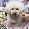 トリマーさんに撮ってもらいました。