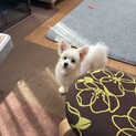 新しい家族を探しています