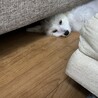 新しい家族を探しています サムネイル2