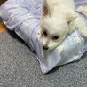 新しい家族を探しています サムネイル3