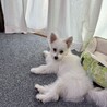 新しい家族を探しています サムネイル4