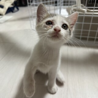 ＊生後2ヶ月＊人懐っこくて甘えん坊な女の子