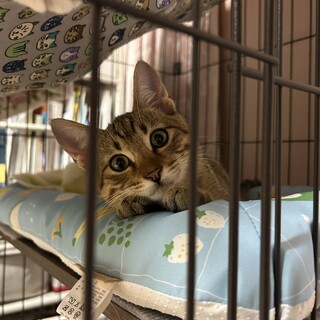 生後2ヶ月　オス　キジ猫