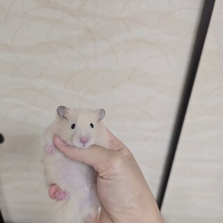 ゴールデンハムスターキンクマの赤ちゃん