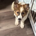 一旦募集停止します