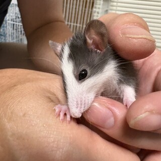 ファンシーラットの赤ちゃん譲渡