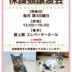 保護猫の譲渡会
