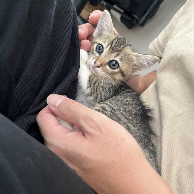 かんきつ系のカバー写真