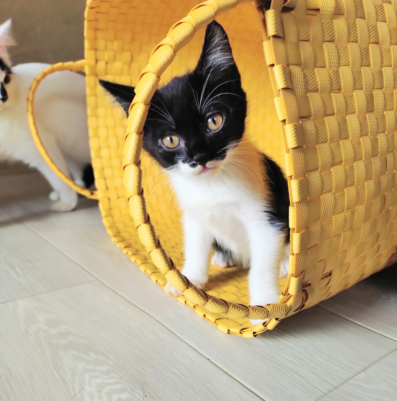 陽キャな子猫ミンミンの写真