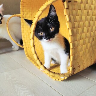 陽キャな子猫ミンミン