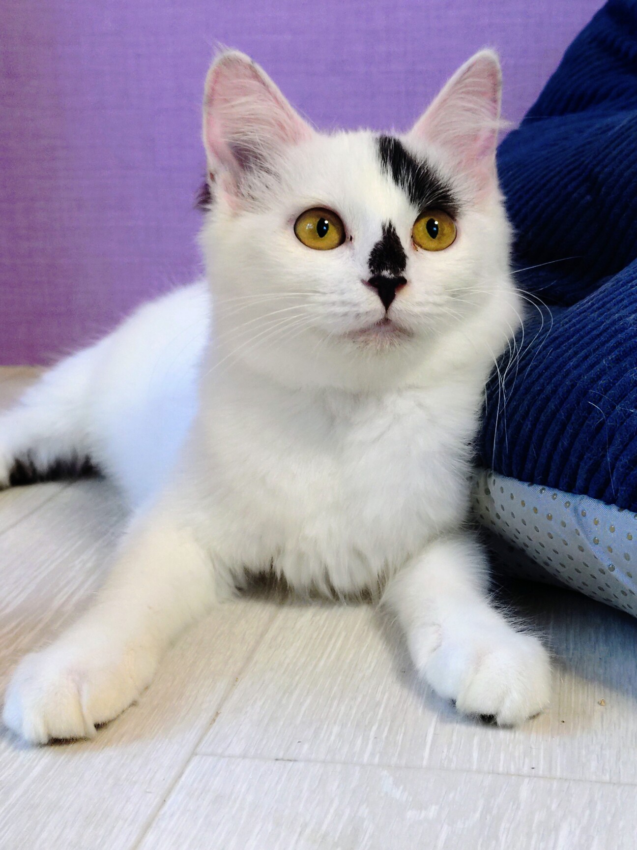 ふわふわ半長毛3兄妹のパピコの写真