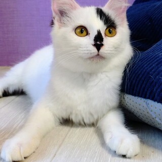 ふわふわ半長毛3兄妹のパピコ