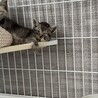 どぅらめんて