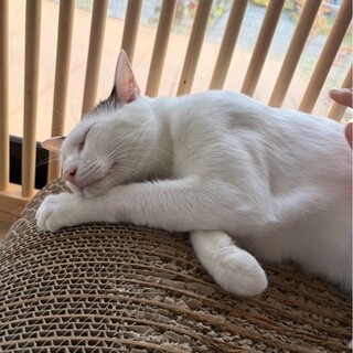 青目が綺麗な甘えん坊、蘭丸くん