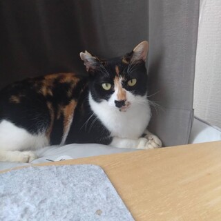 人懐こい三毛猫さん