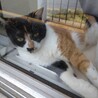 人懐こい三毛猫さん サムネイル4