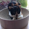 人懐こい三毛猫さん サムネイル5