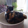 人懐こい三毛猫さん サムネイル6