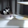 人懐こい三毛猫さん サムネイル7