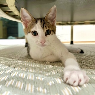 生後3ヶ月の三兄弟チロくんトライアル決定