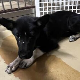 まだ幼い子犬　収容期限9月1日朝迄