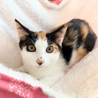 かわいい花ちゃん❣️