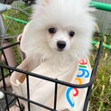 4ヶ月半のポメラニアンの子犬????　男の子です！